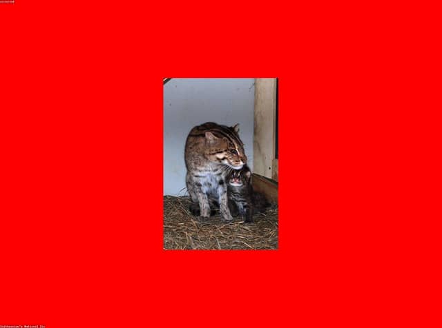 wLINsV9h